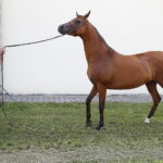 09.08.2018 Michałów. Stadnina koni. Klacz Zazulka / Jarosław Kubalski / Radio Kielce