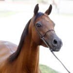 09.08.2018 Michałów. Stadnina koni. Klacz Zazulka / Jarosław Kubalski / Radio Kielce