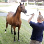 09.08.2018 Michałów. Stadnina koni. Klacz Zazulka / Jarosław Kubalski / Radio Kielce