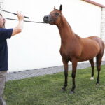 09.08.2018 Michałów. Stadnina koni. Klacz Zazulka / Jarosław Kubalski / Radio Kielce