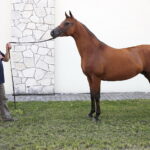 09.08.2018 Michałów. Stadnina koni. Klacz Zazulka / Jarosław Kubalski / Radio Kielce