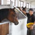 09.08.2018 Michałów. Stadnina koni / Jarosław Kubalski / Radio Kielce