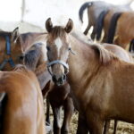 09.08.2018 Michałów. Stadnina koni / Jarosław Kubalski / Radio Kielce