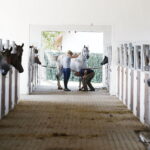 09.08.2018 Michałów. Stadnina koni / Jarosław Kubalski / Radio Kielce