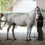 09.08.2018 Michałów. Stadnina koni / Jarosław Kubalski / Radio Kielce