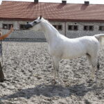 09.08.2018 Michałów. Stadnina koni. Klacz Parmana / Jarosław Kubalski / Radio Kielce