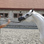 09.08.2018 Michałów. Stadnina koni. Klacz Parmana / Jarosław Kubalski / Radio Kielce