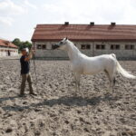 09.08.2018 Michałów. Stadnina koni. Klacz Parmana / Jarosław Kubalski / Radio Kielce