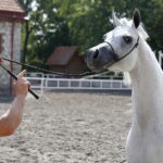 09.08.2018 Michałów. Stadnina koni. Klacz Parmana / Jarosław Kubalski / Radio Kielce