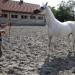 09.08.2018 Michałów. Stadnina koni. Klacz Parmana / Jarosław Kubalski / Radio Kielce