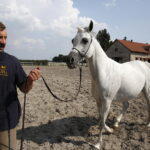 09.08.2018 Michałów. Stadnina koni. Klacz Parmana / Jarosław Kubalski / Radio Kielce