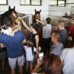 15.08.2018 Michałów. Stadnina koni arabskich. Dzień otwarty / Jarosław Kubalski / Radio Kielce