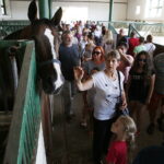 15.08.2018 Michałów. Stadnina koni arabskich. Dzień otwarty / Jarosław Kubalski / Radio Kielce