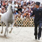 15.08.2018 Michałów. Stadnina koni arabskich. Dzień otwarty. Zagrobla / Jarosław Kubalski / Radio Kielce