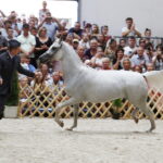 15.08.2018 Michałów. Stadnina koni arabskich. Dzień otwarty. Zagrobla / Jarosław Kubalski / Radio Kielce