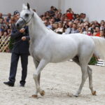 15.08.2018 Michałów. Stadnina koni arabskich. Dzień otwarty. Zagrobla / Jarosław Kubalski / Radio Kielce