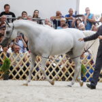 15.08.2018 Michałów. Stadnina koni arabskich. Dzień otwarty. Zagrobla / Jarosław Kubalski / Radio Kielce