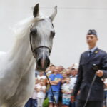 15.08.2018 Michałów. Stadnina koni arabskich. Dzień otwarty. Zagrobla / Jarosław Kubalski / Radio Kielce