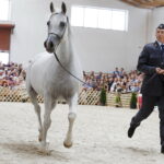 15.08.2018 Michałów. Stadnina koni arabskich. Dzień otwarty. Zagrobla / Jarosław Kubalski / Radio Kielce