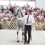 15.08.2018 Michałów. Stadnina koni arabskich. Dzień otwarty. Zigi Zana / Jarosław Kubalski / Radio Kielce