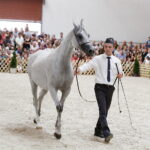 15.08.2018 Michałów. Stadnina koni arabskich. Dzień otwarty. Zigi Zana / Jarosław Kubalski / Radio Kielce