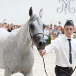 15.08.2018 Michałów. Stadnina koni arabskich. Dzień otwarty. Zigi Zana / Jarosław Kubalski / Radio Kielce