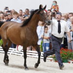 15.08.2018 Michałów. Stadnina koni arabskich. Dzień otwarty. Złota Gaza / Jarosław Kubalski / Radio Kielce