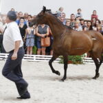15.08.2018 Michałów. Stadnina koni arabskich. Dzień otwarty. Złota Gaza / Jarosław Kubalski / Radio Kielce