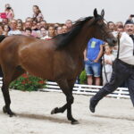15.08.2018 Michałów. Stadnina koni arabskich. Dzień otwarty. Złota Gaza / Jarosław Kubalski / Radio Kielce