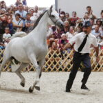 15.08.2018 Michałów. Stadnina koni arabskich. Dzień otwarty. Złota Orcha / Jarosław Kubalski / Radio Kielce