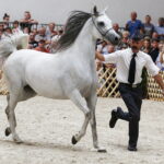 15.08.2018 Michałów. Stadnina koni arabskich. Dzień otwarty. Złota Orcha / Jarosław Kubalski / Radio Kielce