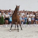 15.08.2018 Michałów. Stadnina koni arabskich. Dzień otwarty. Zatoka Wenecka / Jarosław Kubalski / Radio Kielce