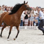 15.08.2018 Michałów. Stadnina koni arabskich. Dzień otwarty. Zatoka Wenecka / Jarosław Kubalski / Radio Kielce