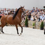 15.08.2018 Michałów. Stadnina koni arabskich. Dzień otwarty. Zatoka Wenecka / Jarosław Kubalski / Radio Kielce