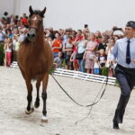 15.08.2018 Michałów. Stadnina koni arabskich. Dzień otwarty. Zatoka Wenecka / Jarosław Kubalski / Radio Kielce