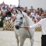15.08.2018 Michałów. Stadnina koni arabskich. Dzień otwarty. Piękna Dama / Jarosław Kubalski / Radio Kielce