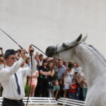 15.08.2018 Michałów. Stadnina koni arabskich. Dzień otwarty. Piękna Dama / Jarosław Kubalski / Radio Kielce