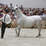 15.08.2018 Michałów. Stadnina koni arabskich. Dzień otwarty. Piękna Dama / Jarosław Kubalski / Radio Kielce