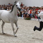 15.08.2018 Michałów. Stadnina koni arabskich. Dzień otwarty. Piękna Dama / Jarosław Kubalski / Radio Kielce