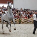 15.08.2018 Michałów. Stadnina koni arabskich. Dzień otwarty. Ogier Złoty Medal / Jarosław Kubalski / Radio Kielce