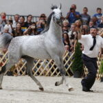 15.08.2018 Michałów. Stadnina koni arabskich. Dzień otwarty. Ogier Złoty Medal / Jarosław Kubalski / Radio Kielce
