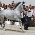 15.08.2018 Michałów. Stadnina koni arabskich. Dzień otwarty. Ogier Złoty Medal / Jarosław Kubalski / Radio Kielce