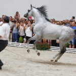 15.08.2018 Michałów. Stadnina koni arabskich. Dzień otwarty. Ogier Złoty Medal / Jarosław Kubalski / Radio Kielce