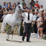 15.08.2018 Michałów. Stadnina koni arabskich. Dzień otwarty. Ogier Złoty Medal / Jarosław Kubalski / Radio Kielce