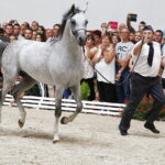 15.08.2018 Michałów. Stadnina koni arabskich. Dzień otwarty. Ogier Złoty Medal / Jarosław Kubalski / Radio Kielce