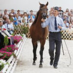 15.08.2018 Michałów. Stadnina koni arabskich. Dzień otwarty. Morion / Jarosław Kubalski / Radio Kielce
