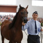 15.08.2018 Michałów. Stadnina koni arabskich. Dzień otwarty. Morion / Jarosław Kubalski / Radio Kielce