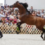 15.08.2018 Michałów. Stadnina koni arabskich. Dzień otwarty. Morion / Jarosław Kubalski / Radio Kielce