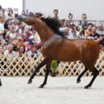 15.08.2018 Michałów. Stadnina koni arabskich. Dzień otwarty. Morion / Jarosław Kubalski / Radio Kielce