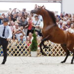 15.08.2018 Michałów. Stadnina koni arabskich. Dzień otwarty. Morion / Jarosław Kubalski / Radio Kielce